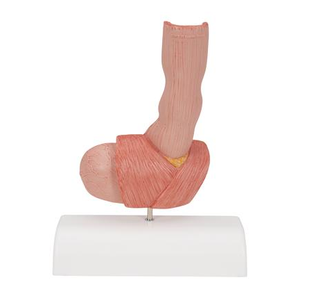 Organy i narządy 3B Scientific K18