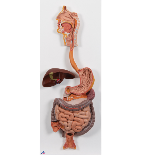 Organy i narządy 3B Scientific K20