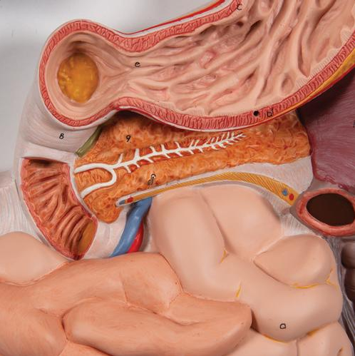 Organy i narządy 3B Scientific K20