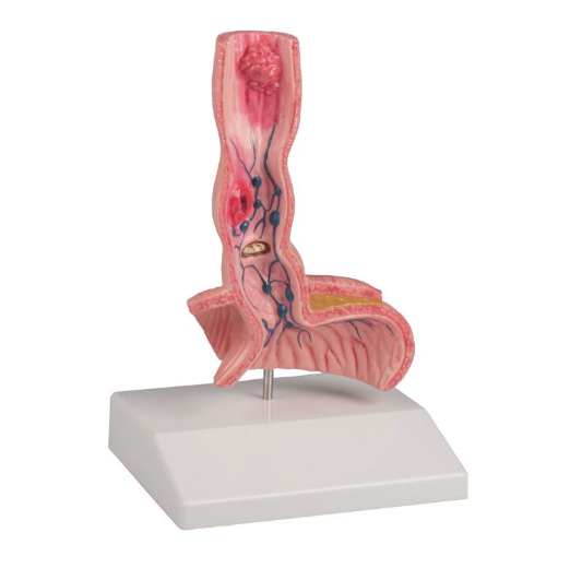 Organy i narządy 3B Scientific K218