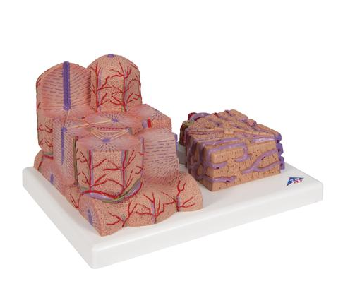 Organy i narządy 3B Scientific K24