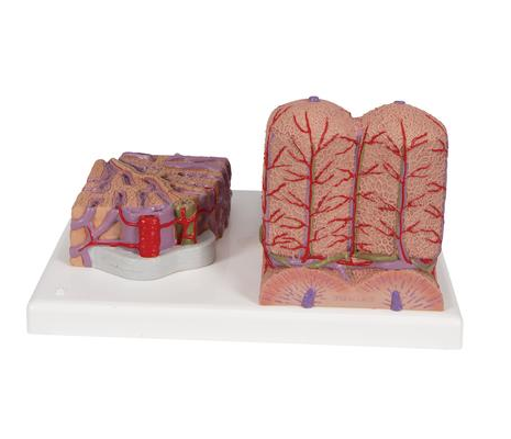 Organy i narządy 3B Scientific K24