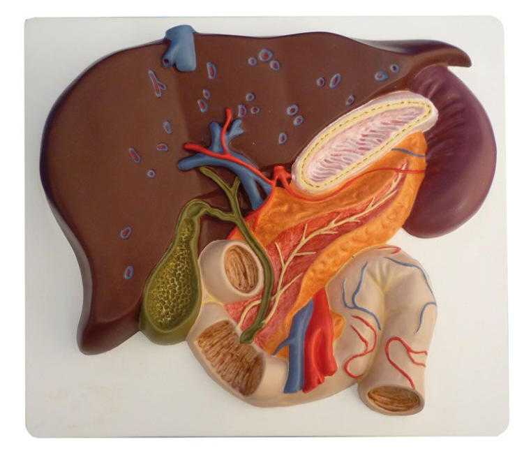 Organy i narządy 3B Scientific K440