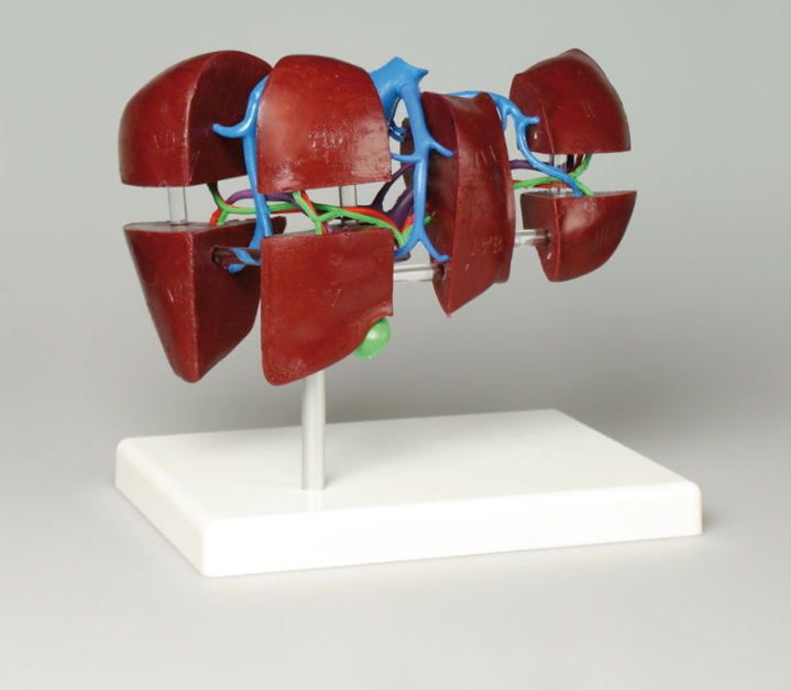 Organy i narządy 3B Scientific K79