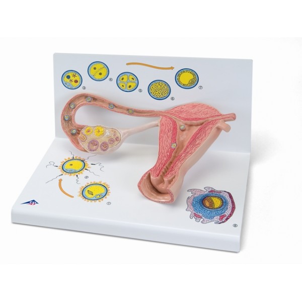 Organy i narządy 3B Scientific L01