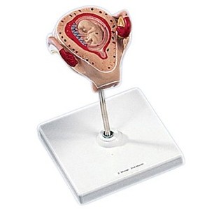 Organy i narządy 3B Scientific L10/2