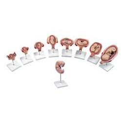 Organy i narządy 3B Scientific L11