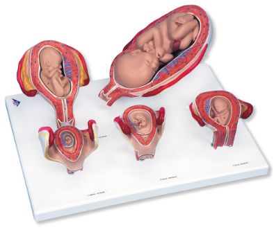 Organy i narządy 3B Scientific L11/9