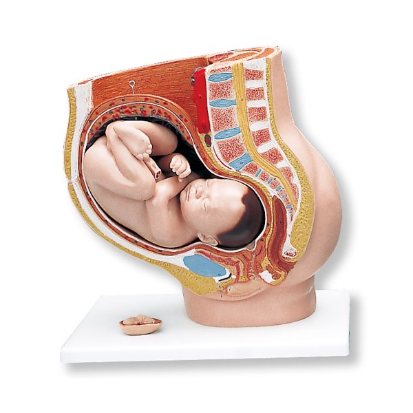 Organy i narządy 3B Scientific L20