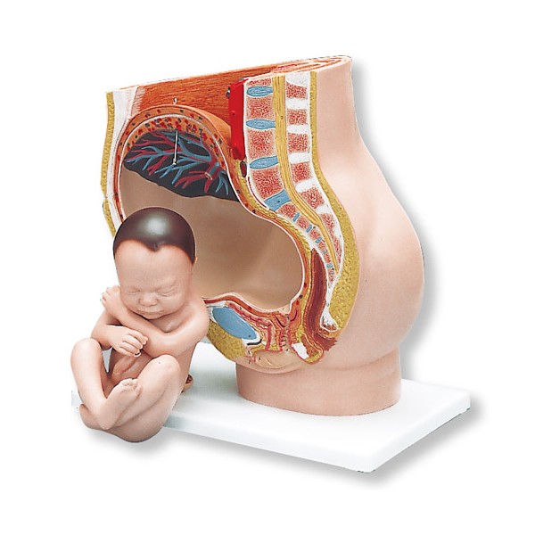 Organy i narządy 3B Scientific L20