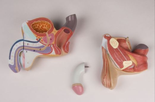 Organy i narządy 3B Scientific L250