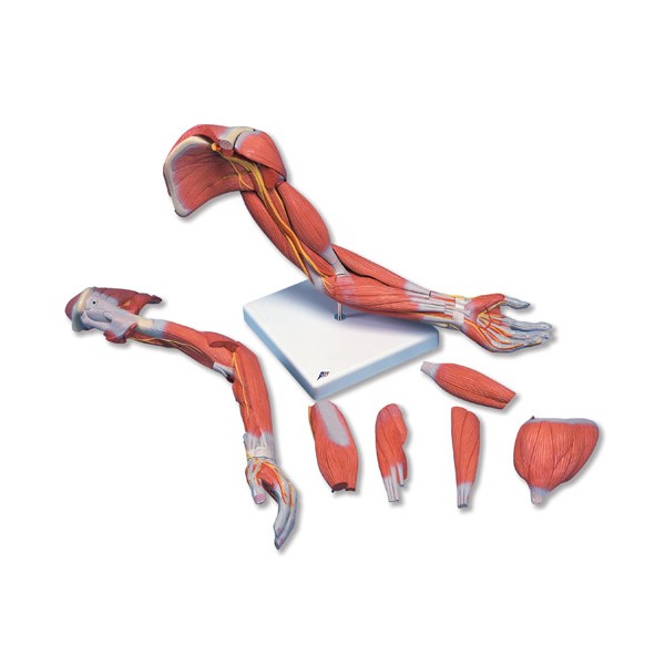 Organy i narządy 3B Scientific M11