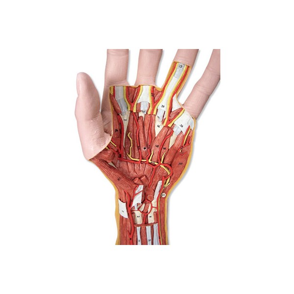 Organy i narządy 3B Scientific M18