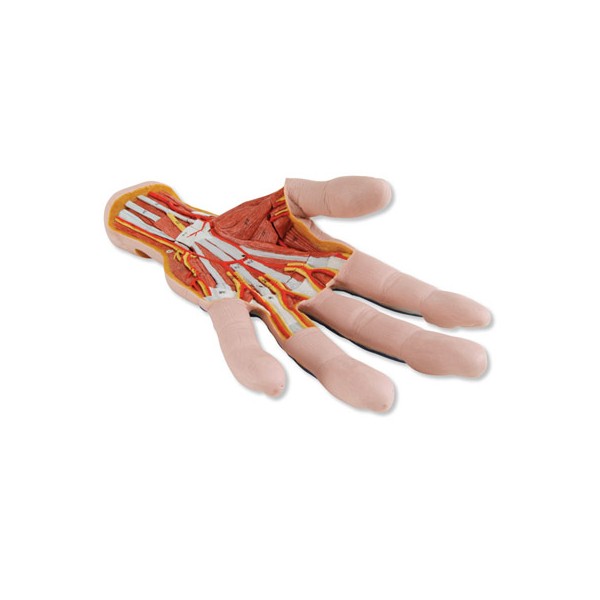 Organy i narządy 3B Scientific M18