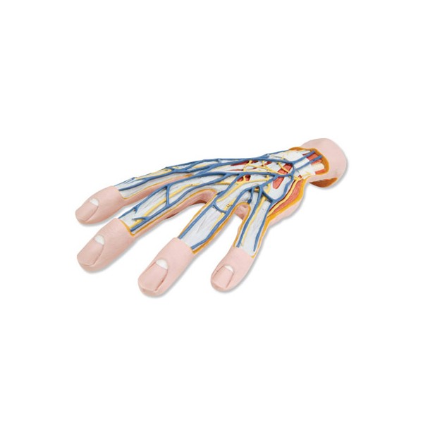 Organy i narządy 3B Scientific M18