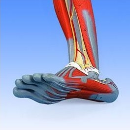 Organy i narządy 3B Scientific M20