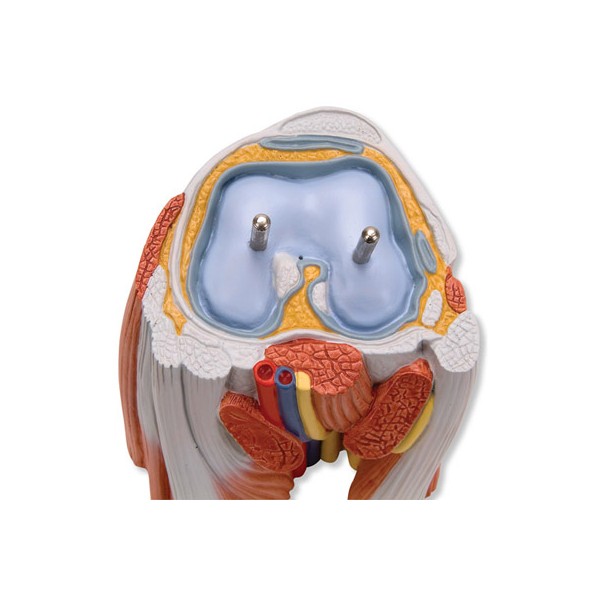 Organy i narządy 3B Scientific M22