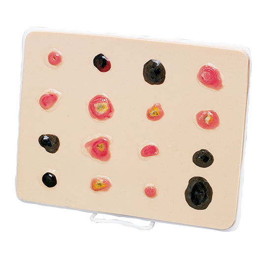 Organy i narządy 3B Scientific R11012