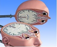 Organy i narządy 3B Scientific VA20