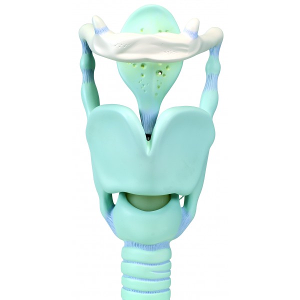 Organy i narządy 3B Scientific VC219