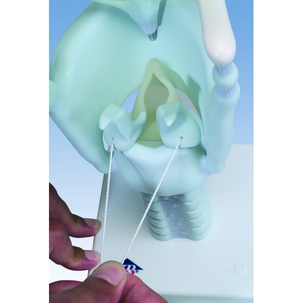 Organy i narządy 3B Scientific VC219