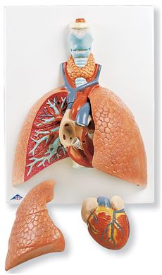 Organy i narządy 3B Scientific VC243