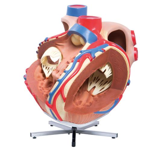 Organy i narządy 3B Scientific VD250