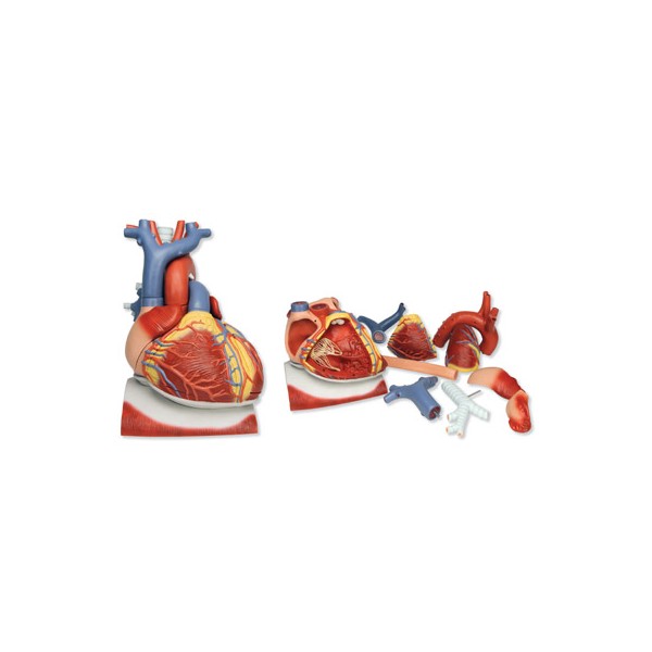 Organy i narządy 3B Scientific VD251