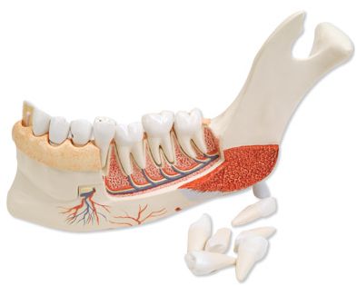 Organy i narządy 3B Scientific VE290