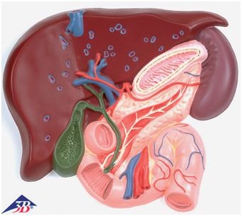 Organy i narządy 3B Scientific VE315