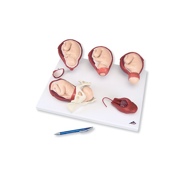 Organy i narządy 3B Scientific VG393