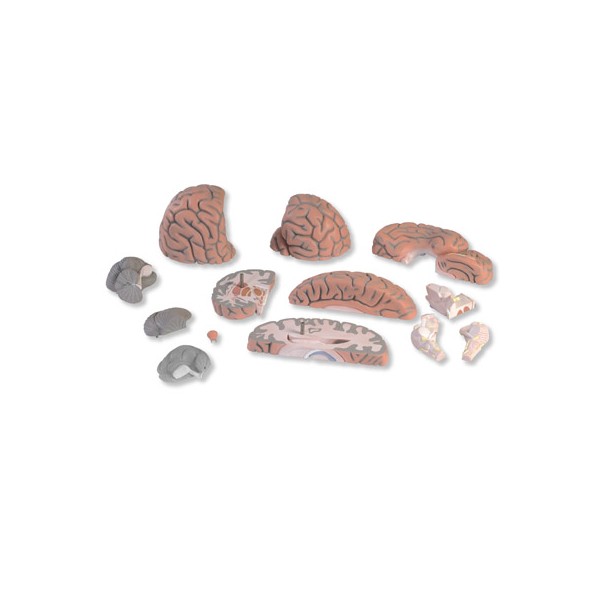 Organy i narządy 3B Scientific VH409