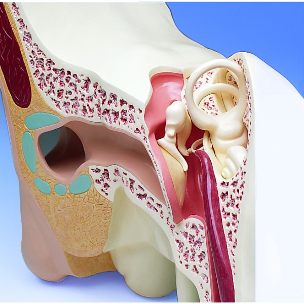 Organy i narządy 3B Scientific VJ510