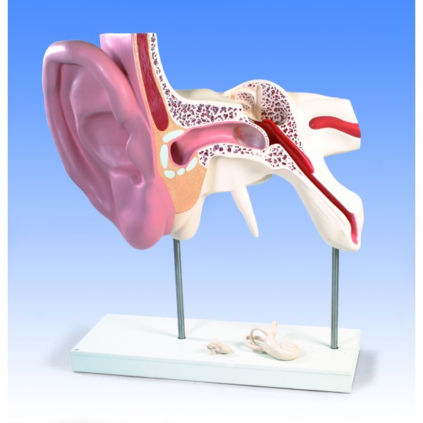 Organy i narządy 3B Scientific VJ510