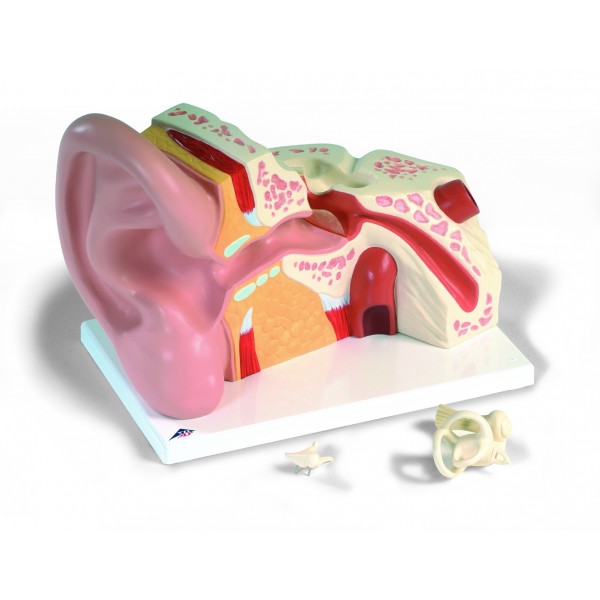 Organy i narządy 3B Scientific VJ513