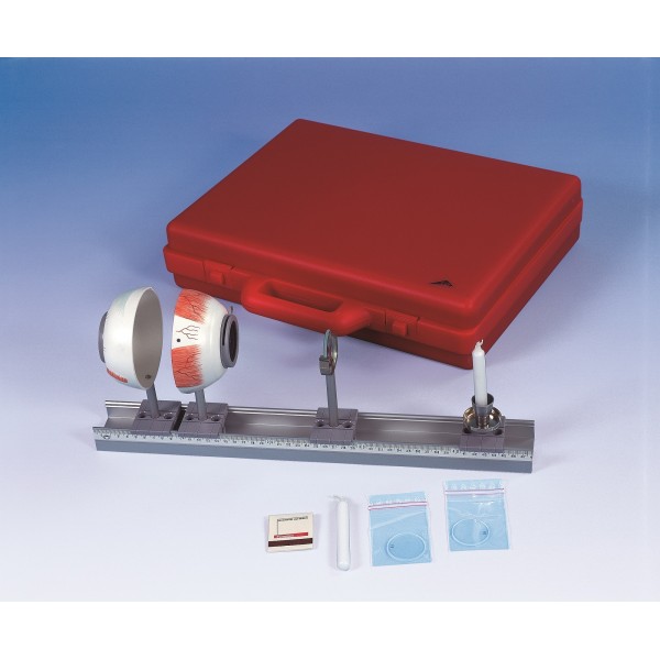 Organy i narządy 3B Scientific W11851