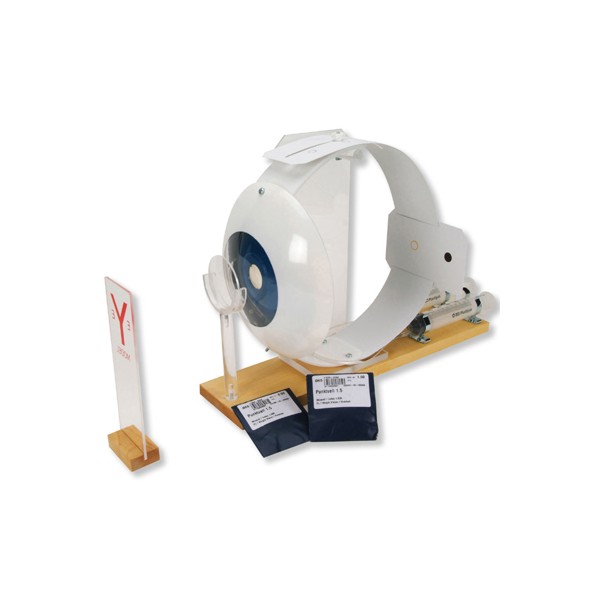 Organy i narządy 3B Scientific W16002