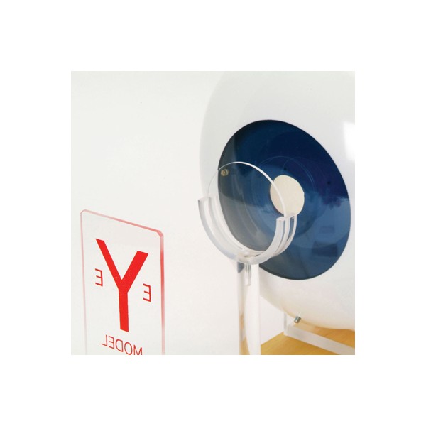 Organy i narządy 3B Scientific W16002