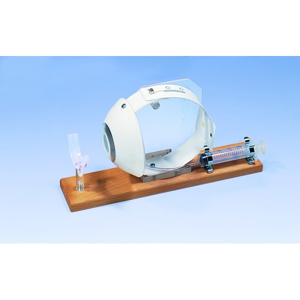 Organy i narządy 3B Scientific W16003