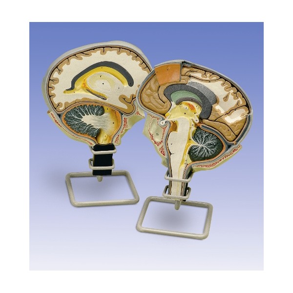 Organy i narządy 3B Scientific W19026