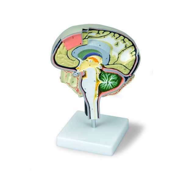 Organy i narządy 3B Scientific W19026