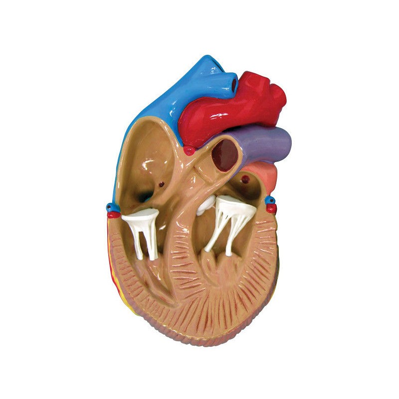 Organy i narządy 3B Scientific W33365