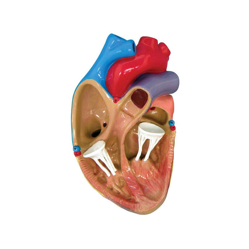 Organy i narządy 3B Scientific W33365
