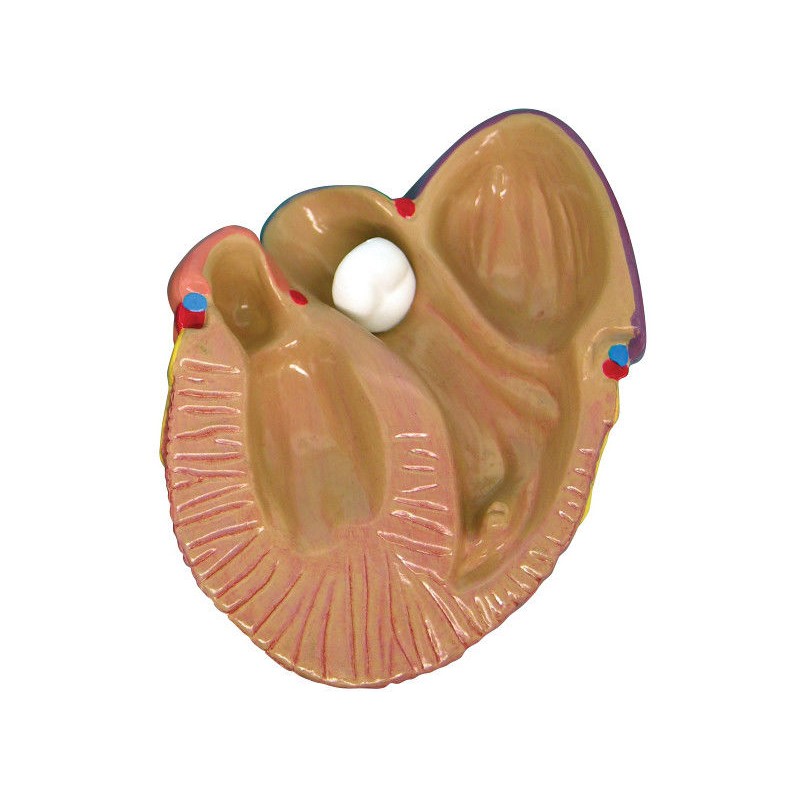 Organy i narządy 3B Scientific W33365