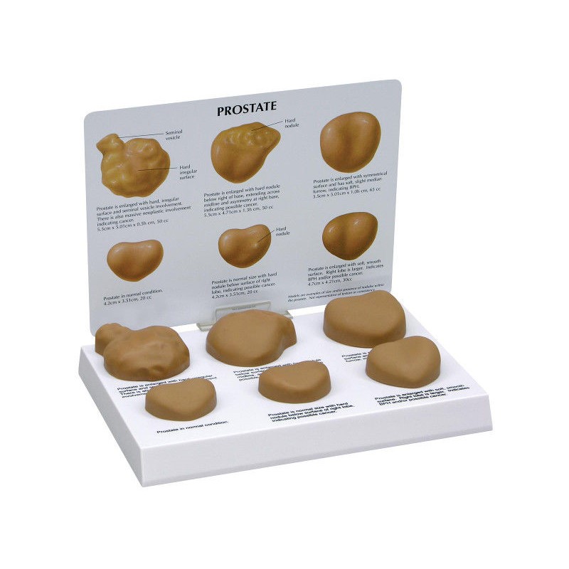 Organy i narządy 3B Scientific W33366