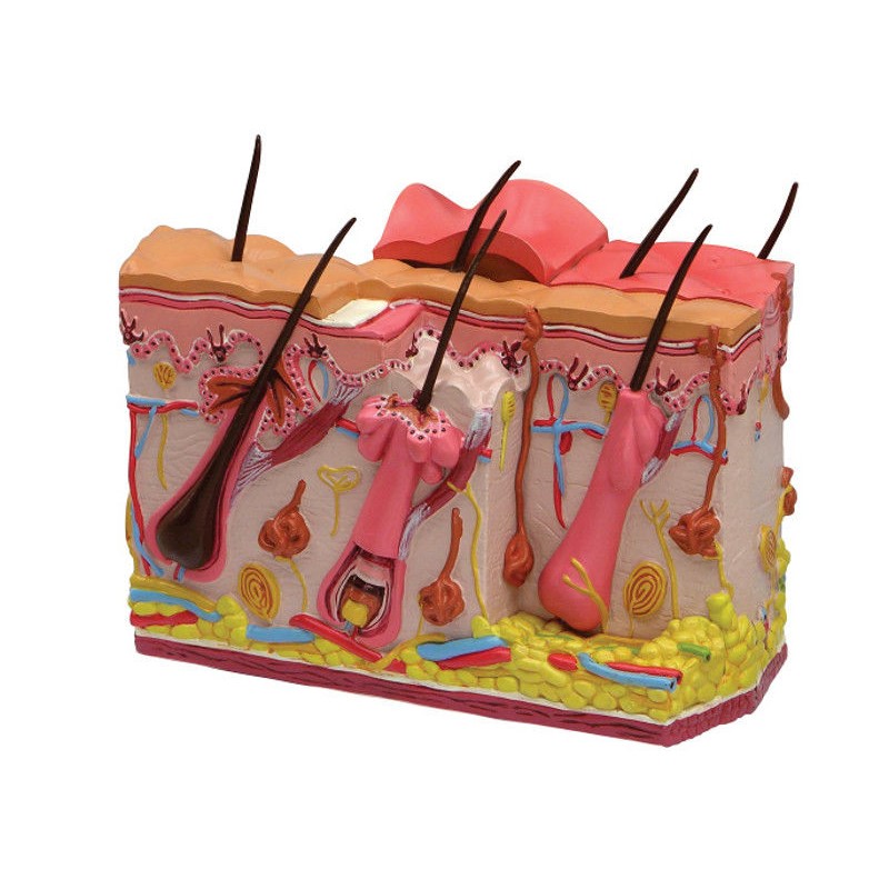 Organy i narządy 3B Scientific W33372