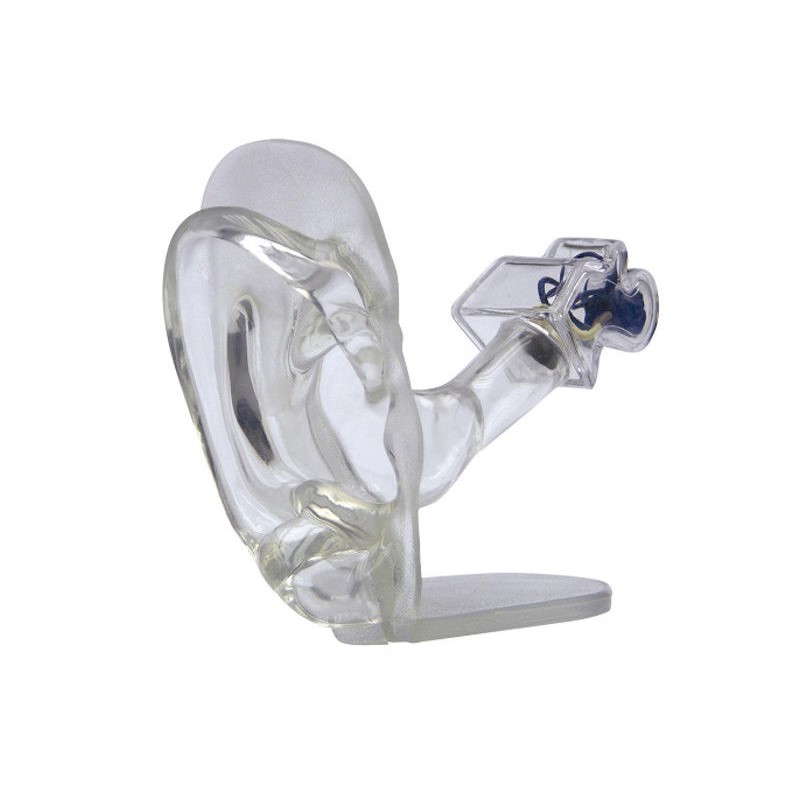 Organy i narządy 3B Scientific W33383