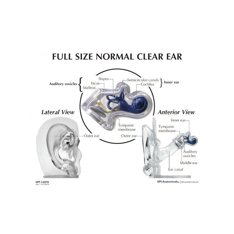 Organy i narządy 3B Scientific W33383