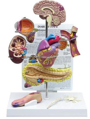 Organy i narządy 3B Scientific W33386
