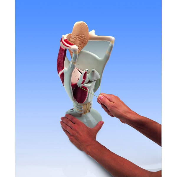 Organy i narządy 3B Scientific W42503